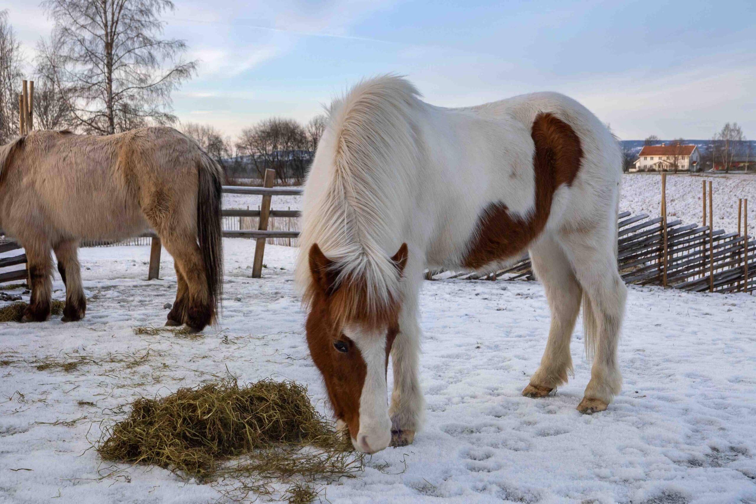 hest
