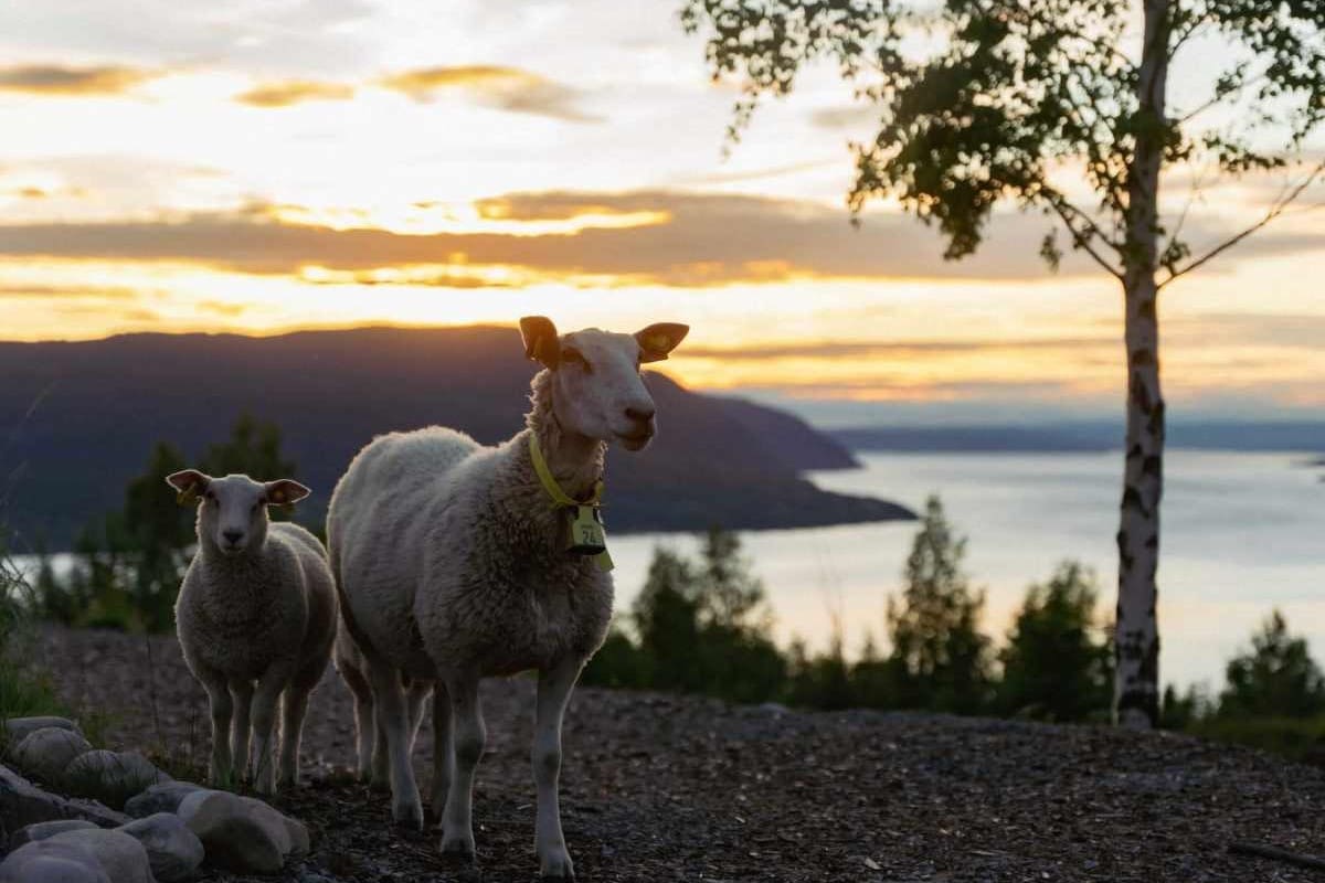 Skog og natur ved Mjøsa i Mjøsli