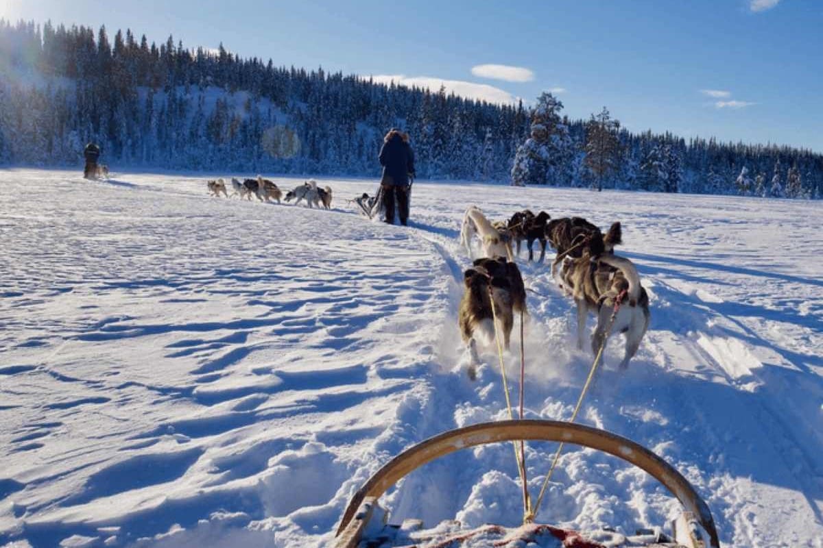 Huskykjøring med Hedmarksvidda Husky — aktiviteter nær Oslo på Budor og Mjøsli