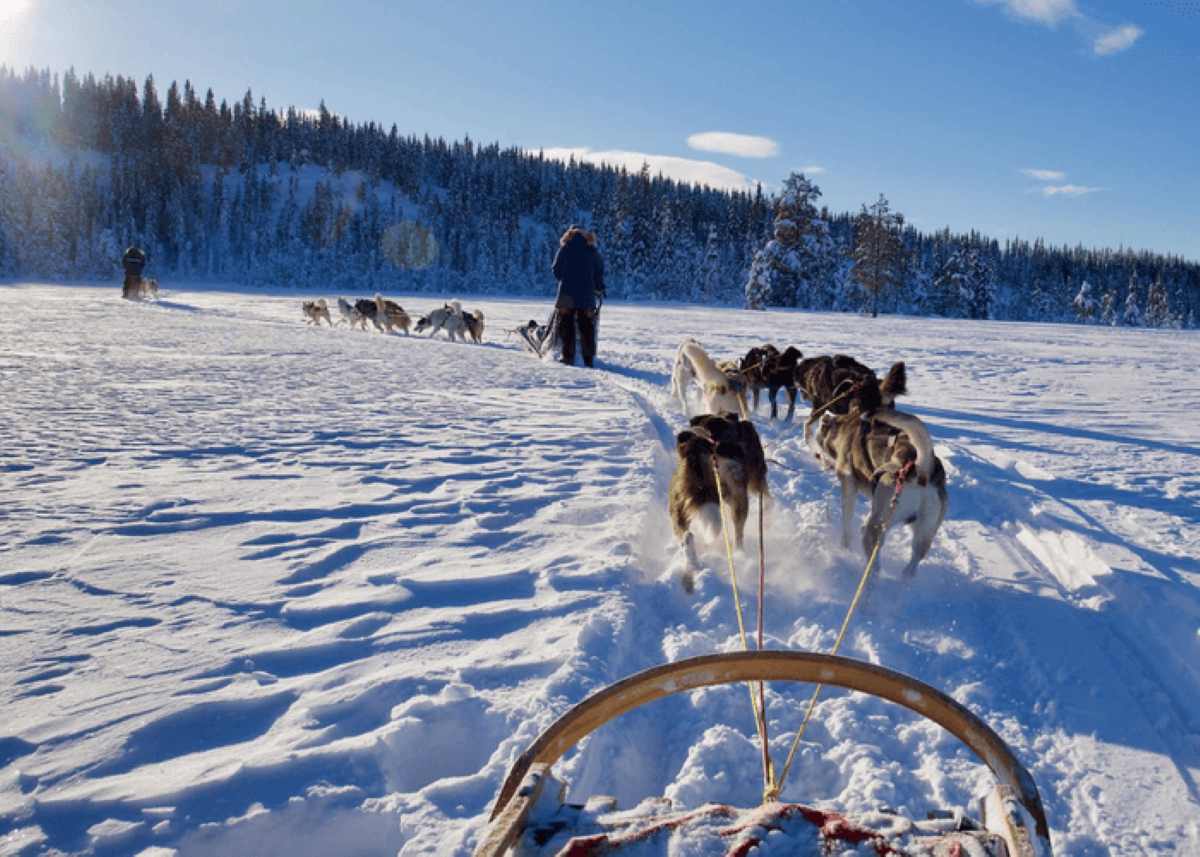 Huskykjøring med Hedmarksvidda Husky — aktiviteter nær Oslo på Budor og Mjøsli